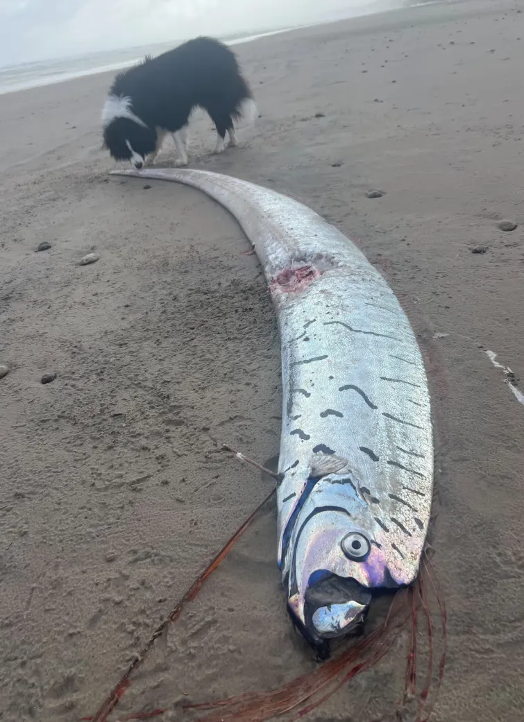 澳洲一處海灘驚見一條巨型皇帶魚。(圖/翻攝FB)
