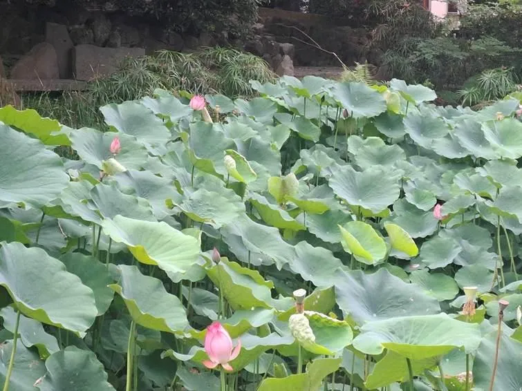 滿池翠綠荷葉交疊，宛如夏日最療癒的綠毯。（圖／北市公園處提供）
