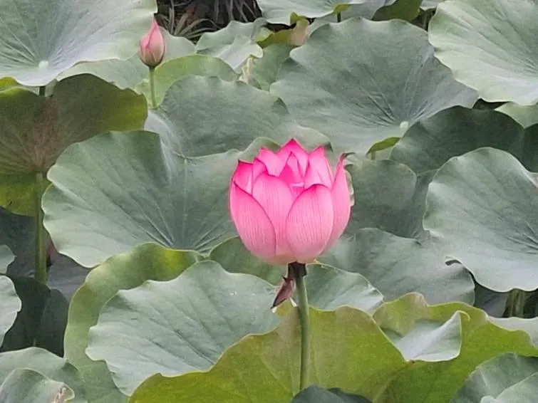 想捕捉粉嫩夏荷的仙氣，清晨來拍最美！（圖／北市公園處提供）