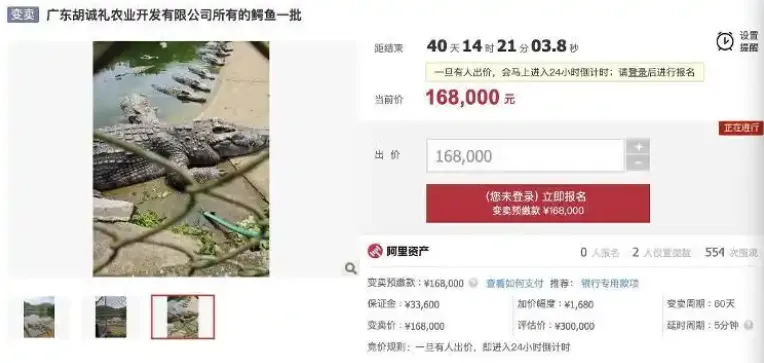 鱷魚的起拍價為每斤67.2元人民幣。(圖/翻攝阿里資產·司法平台)