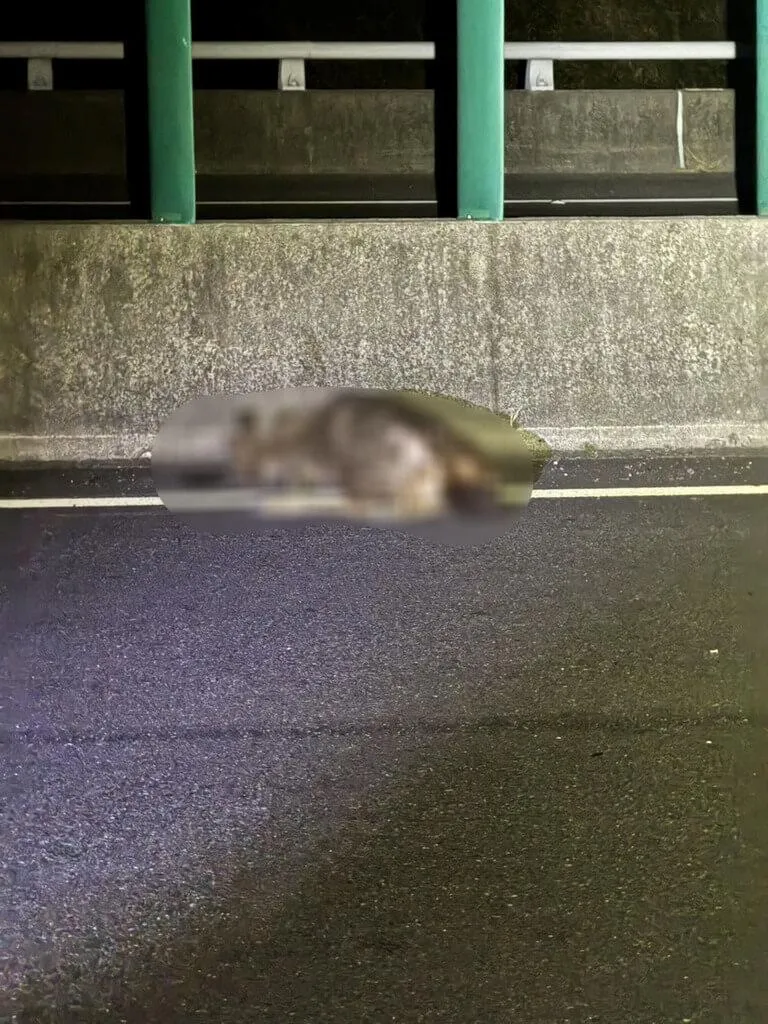 國道3號台南白河路段30日凌晨發生1輛自小客車撞上水鹿，水鹿當場橫死車道，車上2人未受傷。（圖／國道警察局提供）