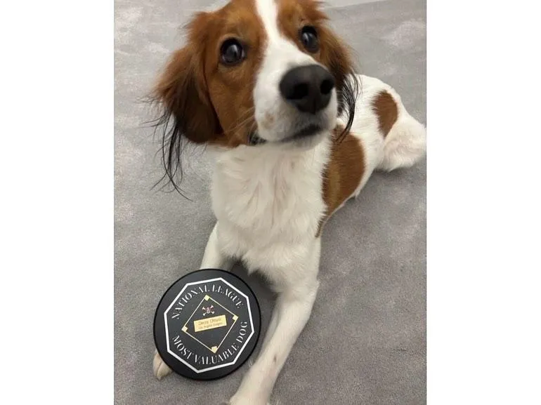 獎牌寫著「NATIONAL LEAGUE MOST VALUABLE DOG(國聯最有價值狗狗)」。(圖/翻攝自@shoheiohtani/IG)