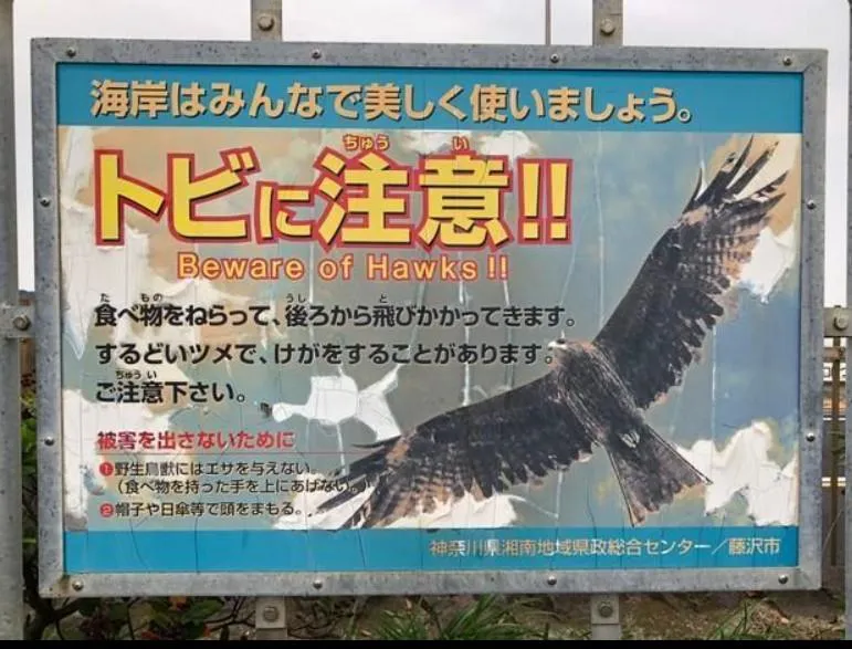 日本神奈川縣川江之島告示牌,黑鳶搶食行為非天性,而是長期人為餵食。(圖/新北市政府)