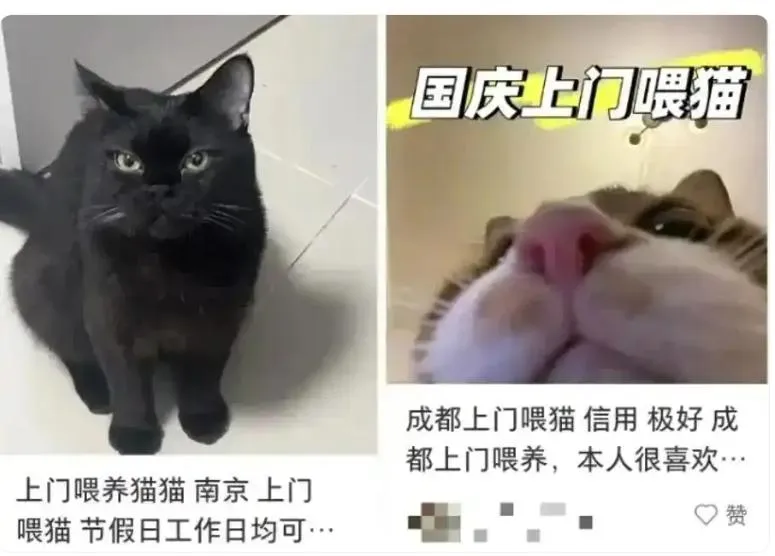 春節期間大陸上門餵貓與寵物寄養成為熱門服務。（圖／翻攝《紅星新聞》）