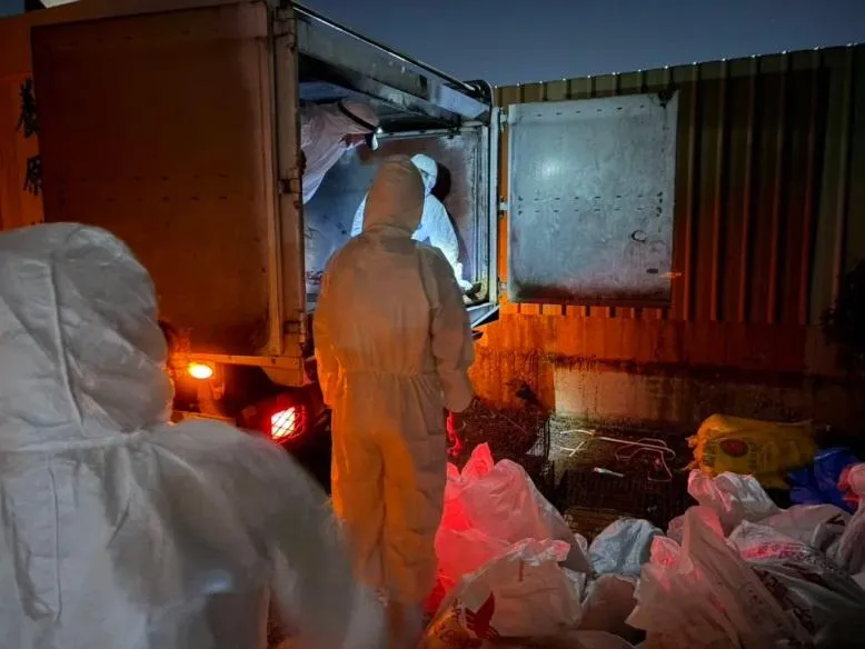 桃園市大園區一處畜牧場確診H5N1高病原性禽流感。(圖/桃園市政府農業局提供)