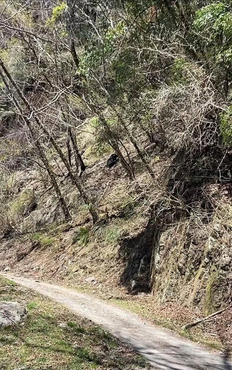 熱心民眾在登山返程途中通報目擊黑熊爬坡，並提供影像資訊。(圖／林業及自然保育署新竹分署提供)