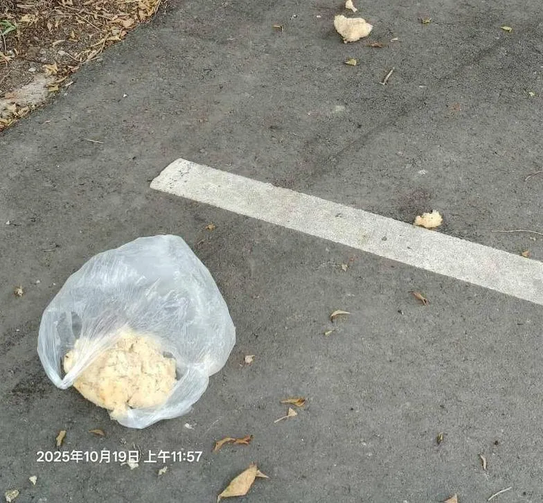石岡區國校巷路面疑有民眾放置的毒餌。(圖/動保處提供)