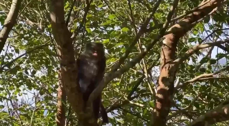 南投縣仁愛鄉的馬烈霸甜柿園近日因停電導致防猴電網失效,吸引超過20隻台灣獼猴闖入,造成成熟柿子被啃食。(圖/民眾提供)