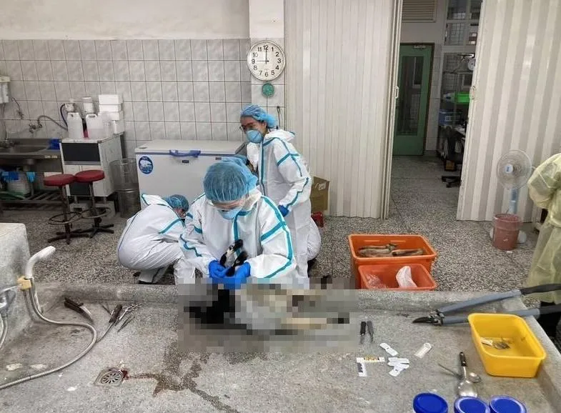 獸醫團隊解剖被毒死的山羊。（圖／翻攝畫面）