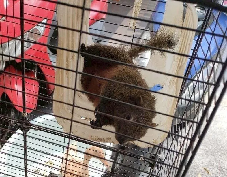 赤腹松鼠屬台灣原生野生動物,違法捕捉飼養最高可處30萬元罰鍰。(圖/新北市動保處)