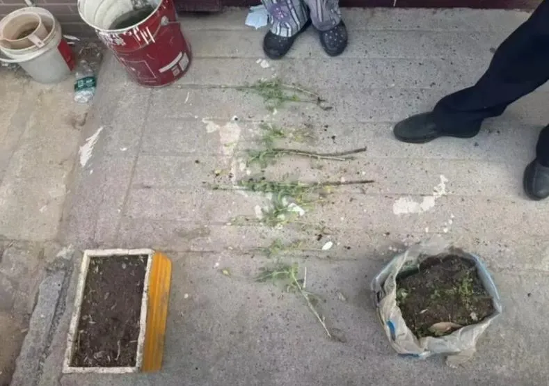 警方在學童帶領下找到非法種植罌粟。(圖/翻攝鳳凰網)