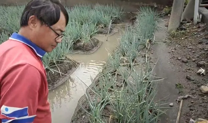 蔥農透露強降雨後立刻出太陽會導致青蔥根部枯死。（圖／林泊辰攝）