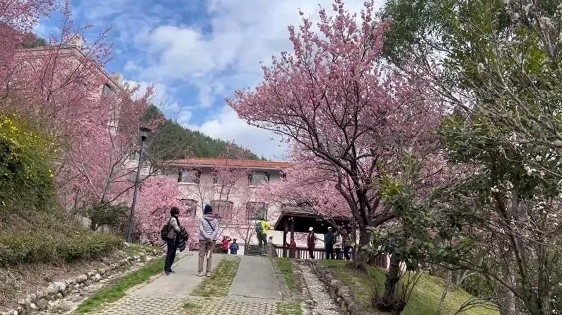 台中高山訂房率趨近額滿，民眾228連假瘋賞櫻。（圖／武陵農場提供）