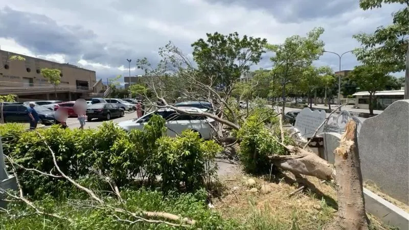 苗栗縣竹南鎮立游泳池停車場2棵大樹，13日疑因不堪強風吹襲傾倒，共有5輛汽車遭波及。（圖／中央社）