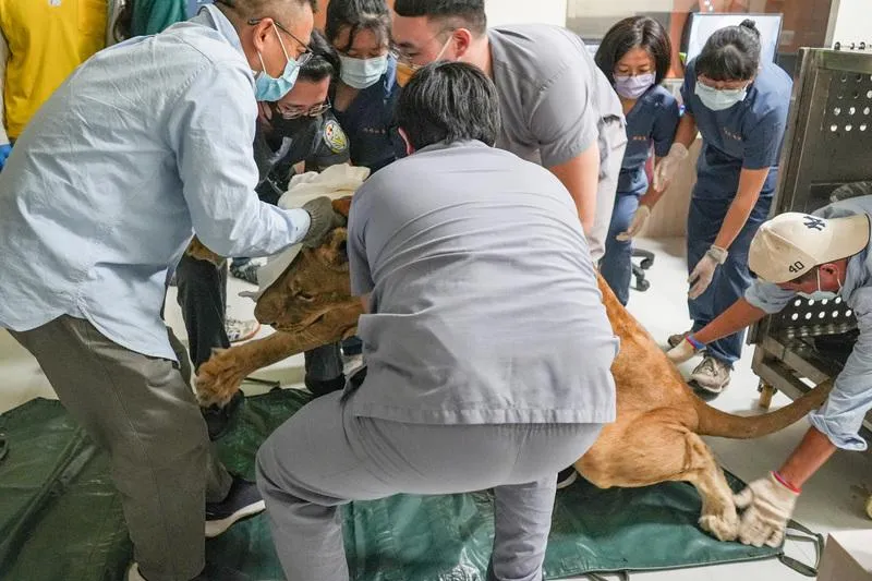 國立屏東科技大學附設獸醫教學醫院與高雄市壽山動物園醫療人員9日合作，為母非洲獅布蕾檢查，在確認麻醉發揮效用後，眾人合力抬布蕾到全新電腦斷層掃描（CT）床台。（圖／中央社）