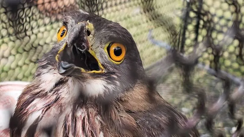 1隻受傷的猛禽鳳頭蒼鷹掉落地上，林保署台東分署關山工作站人員獲通報趕往救援，送往動物醫院醫治與照護。台東分署人員提醒民眾，發現受傷動物應立即通報，避免錯誤搶救。（圖／林保署台東分署提供）
