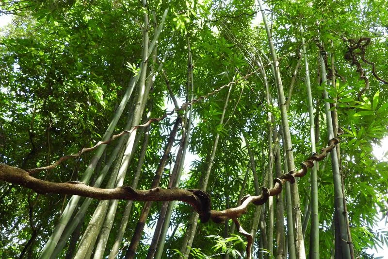 台南市楠西區「南山林道」修復，圖為施工前狀態。（圖／林保署嘉義分署提供）