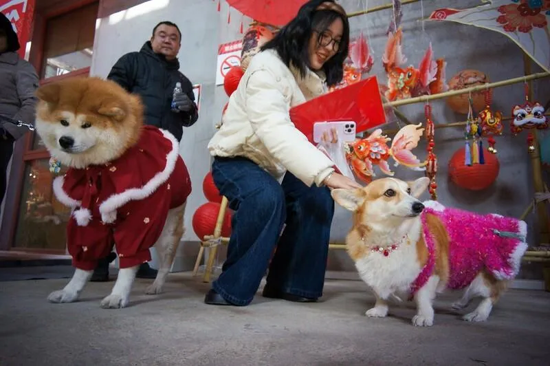 大陸寵物消費市場已突破3126億元人民幣。（圖／中新社）