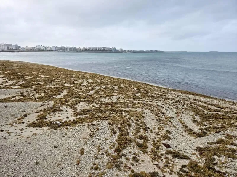 澎湖沿岸沙際隨著海水的漲退潮，布滿著脫落的綠、褐及紅色的各式海藻。（圖／中央社）