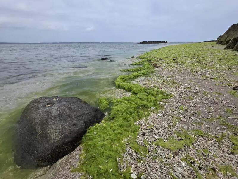 澎湖沿岸沙際隨著海水的漲退潮，布滿著脫落的綠、褐及紅色的各式海藻。（圖／中央社）