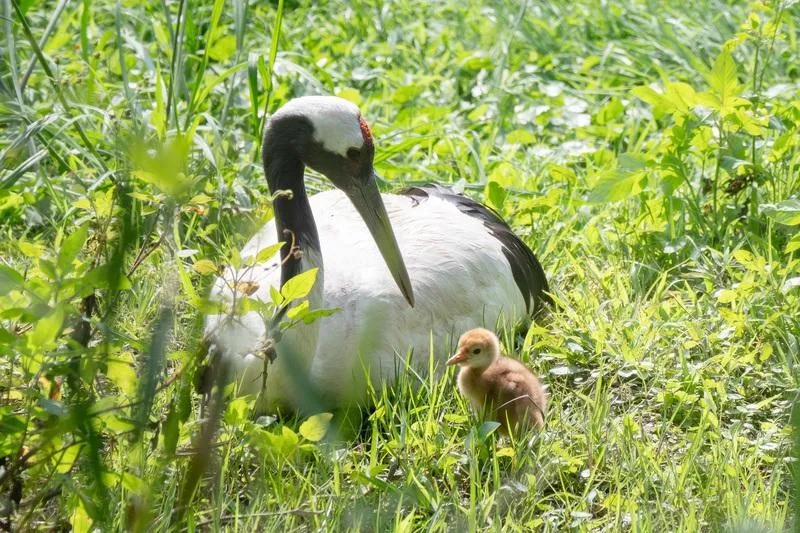 台北市立動物園23日表示，丹頂鶴KIKA與BIG睽違4年再度成功孵化寶寶，提醒民眾觀察時保持安靜。（圖／台北市立動物園提供）