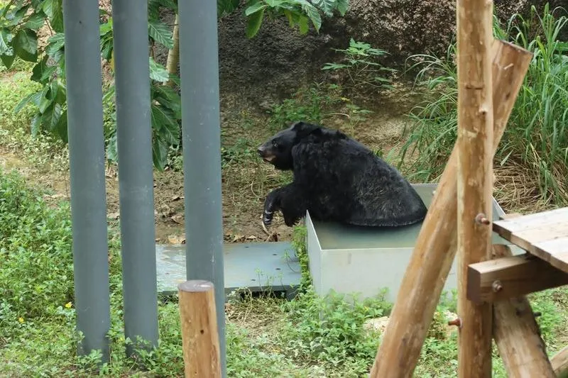 為照護高齡的瑪莉，園區特別考量到牠行動不便，改建地面水池打造專屬澡堂。（圖／壽山動物園提供）