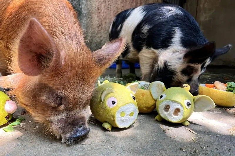 壽山動物園應景推出中秋大餐，透過食材、容器與環境布置變化，增加動物探索、取食機會，庫你庫你豬埋頭享用麥片及精料，最後才品嘗小豬造型柚子與青菜。（圖／壽山動物園提供）