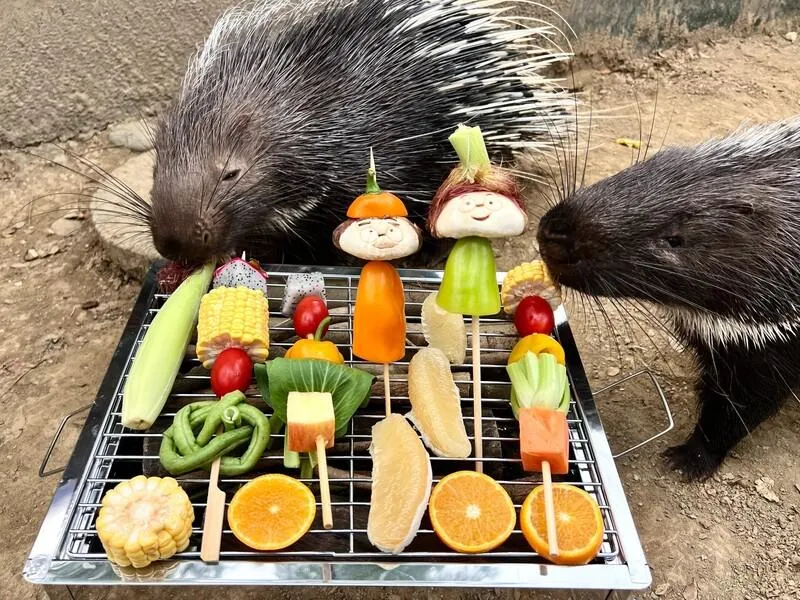 壽山動物園應景推出中秋大餐，園方特地準備各式創意藏食，豪豬享用特製蔬果烤肉串。（圖／壽山動物園提供）