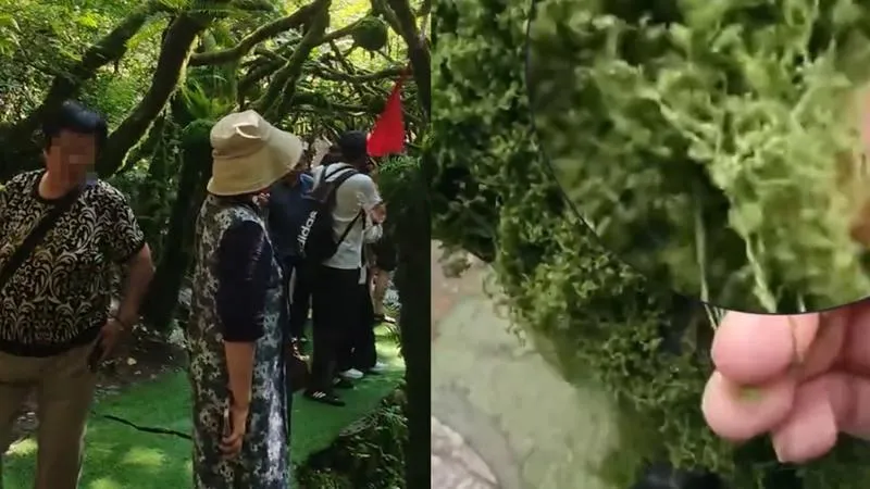 重渡溝自然風景區被踢爆造假，青苔是毛線做的。（圖／翻攝掌聞視訊）