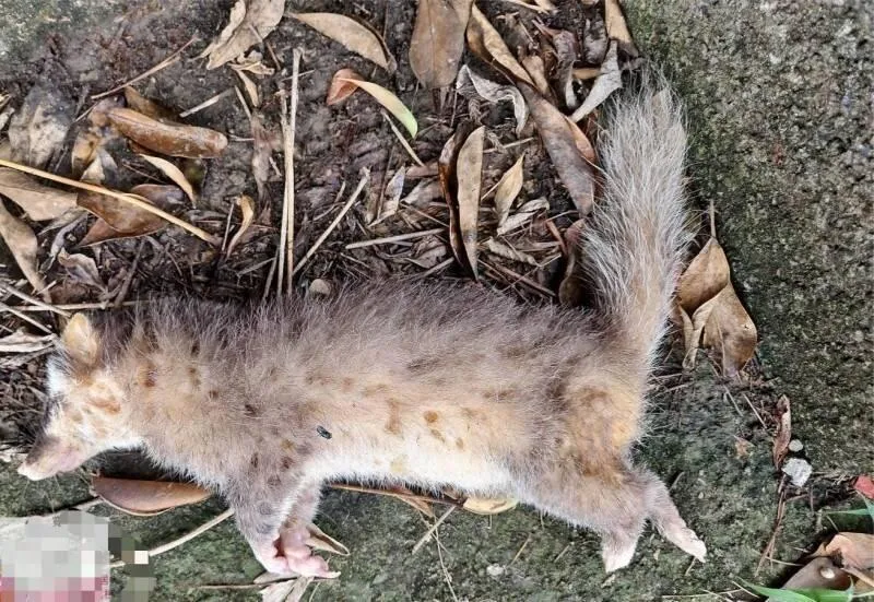 苗栗縣2025年迄今已累計5例鼬獾罹狂犬病病例。(圖/苗栗縣政府提供)
