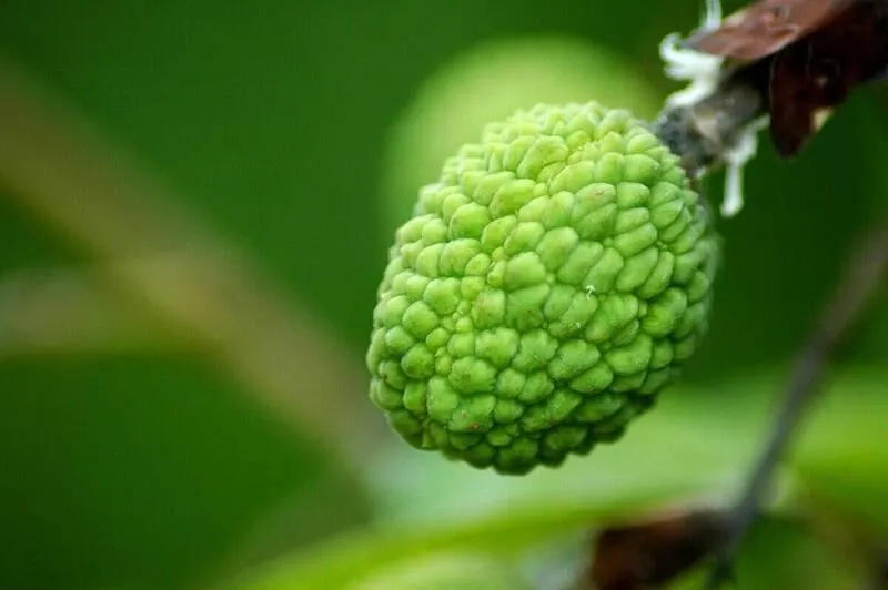未成熟荔枝含高濃度次甘氨酸(hypoglycin),可造成低血糖性腦病變。(圖/取自freepik)