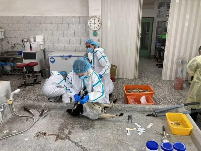 王姓男子利用空拍機投放摻有農藥「托福松」導致3隻動物死亡。（資料照／中天新聞）