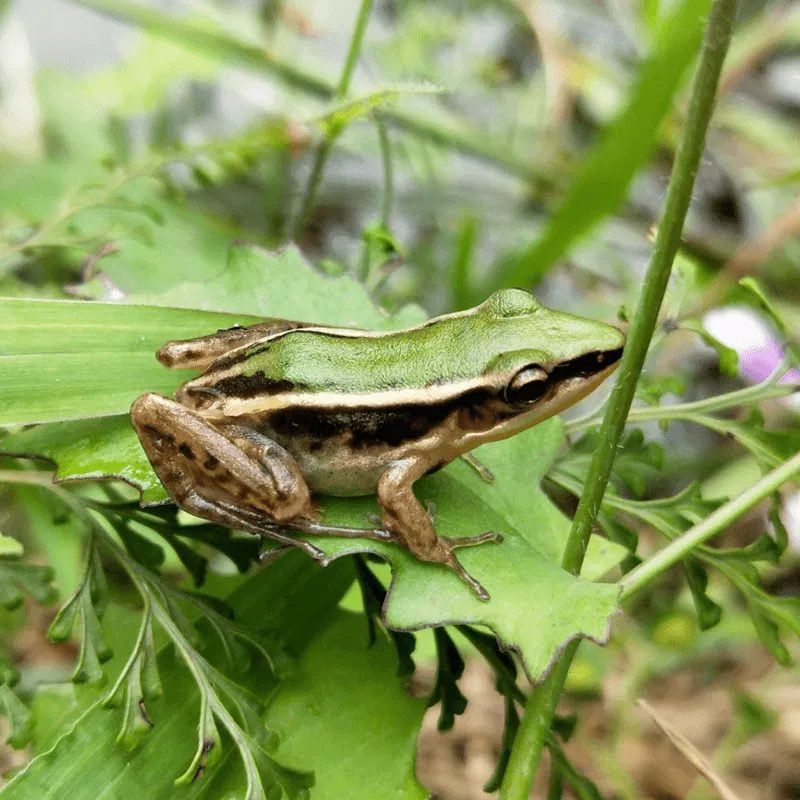 雷公蛙作為二級保育類動物，體型嬌小（3至5公分），被譽為「蛙界名模」。（圖／翻攝新北市農業局官網）