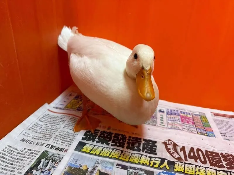 柯爾鴨待認養。(圖/桃園市政府提供)