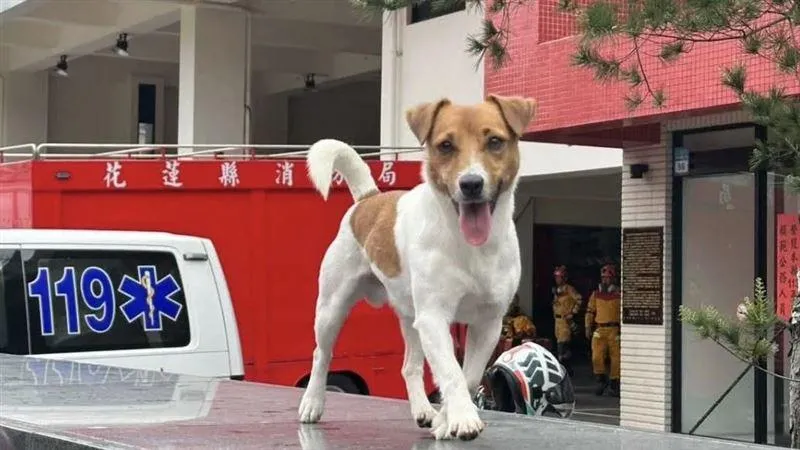 搜救犬Wilson曾在0403花蓮大地震中立大功，卻在去年5月驚傳離世。（圖／翻攝threads）