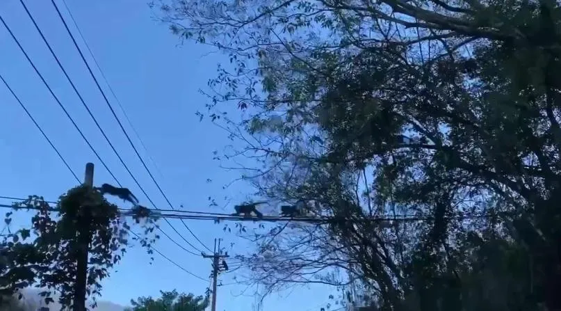 南投縣仁愛鄉的馬烈霸甜柿園近日因停電導致防猴電網失效,吸引超過20隻台灣獼猴闖入,造成成熟柿子被啃食。(圖/民眾提供)