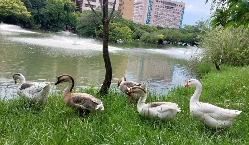 興大學生特別幫鵝們創立了粉絲專頁。（圖／翻攝自IG／nchu_goose_duck）