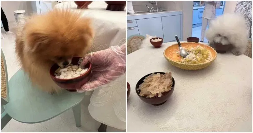 陳文茜愛犬吃年夜飯。（圖／文茜的世界周報 Sisy's World News臉書）