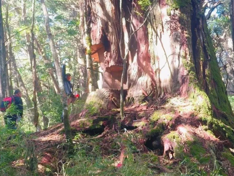珍貴林木遭盜伐。（圖／檢方提供）