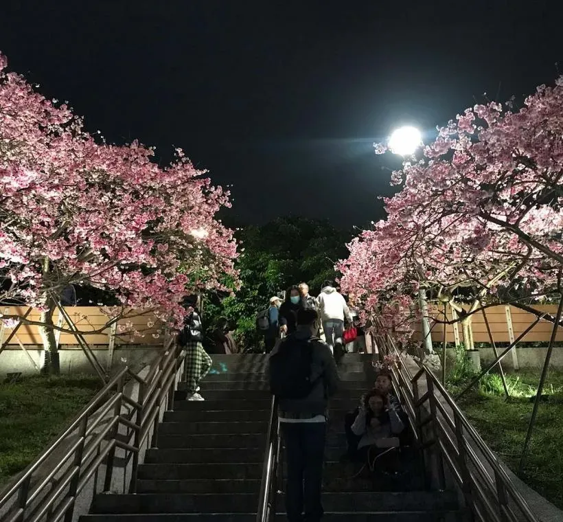 內溝溪步道夜晚也可欣賞櫻花美姿，別有一番風味。（圖／翻攝自花IN台北官網）