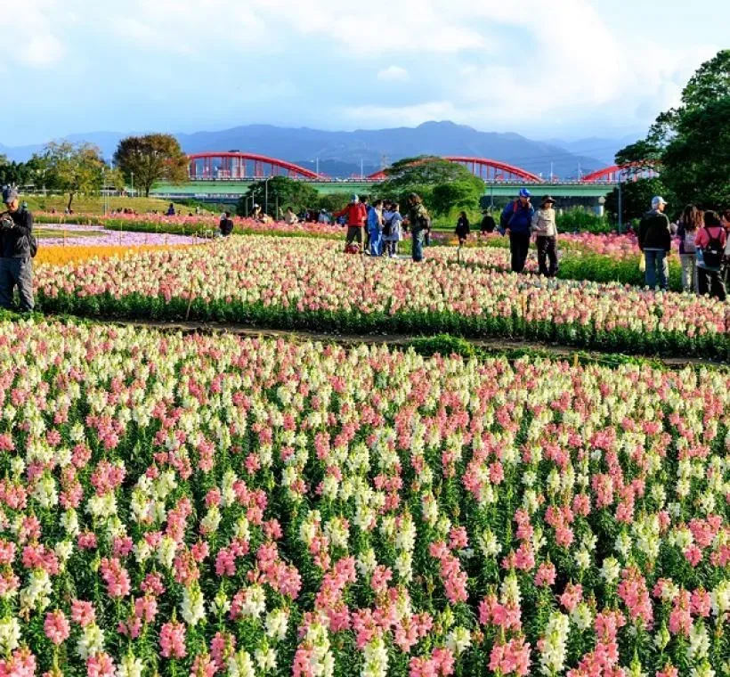 古亭河濱公園首波花季到來，醉蝶花、金魚草等花卉盛放。（圖／翻攝自花IN台北官網／曹正邦攝）