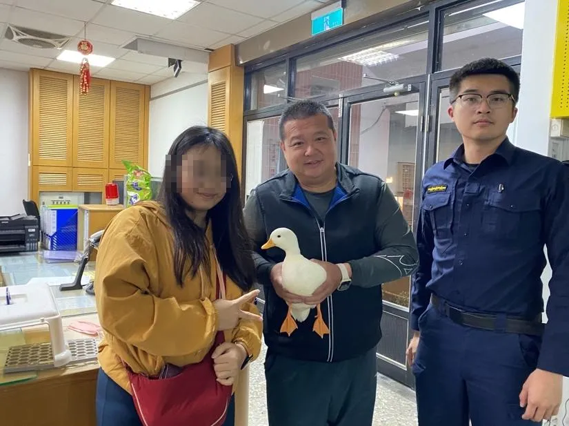 柯爾鴨被好心的女子發現，報警後找到鴨子主人。（圖／警方提供）