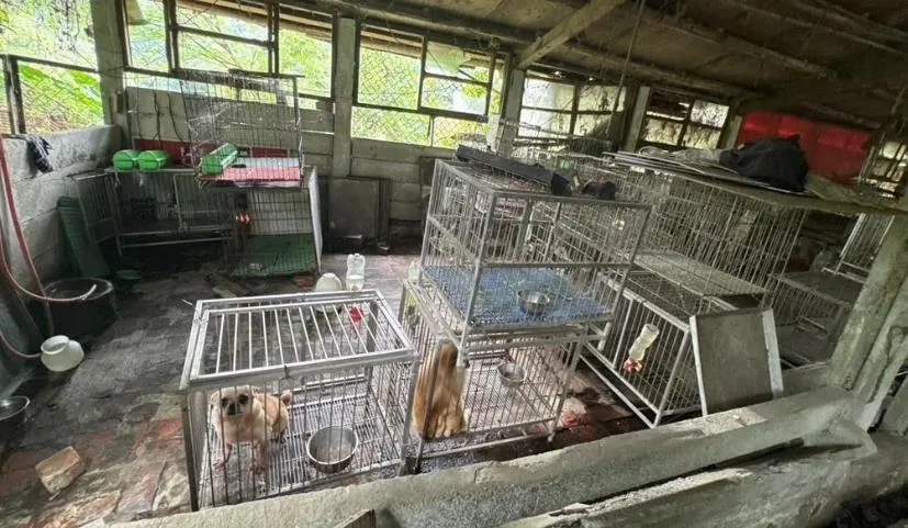 桃園市動物保護處查獲一處非法繁殖場。(圖/翻攝畫面)