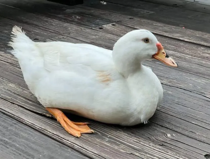 興大學生特別幫鵝們創立了粉絲專頁。（圖／翻攝自IG／nchu_goose_duck，下同）