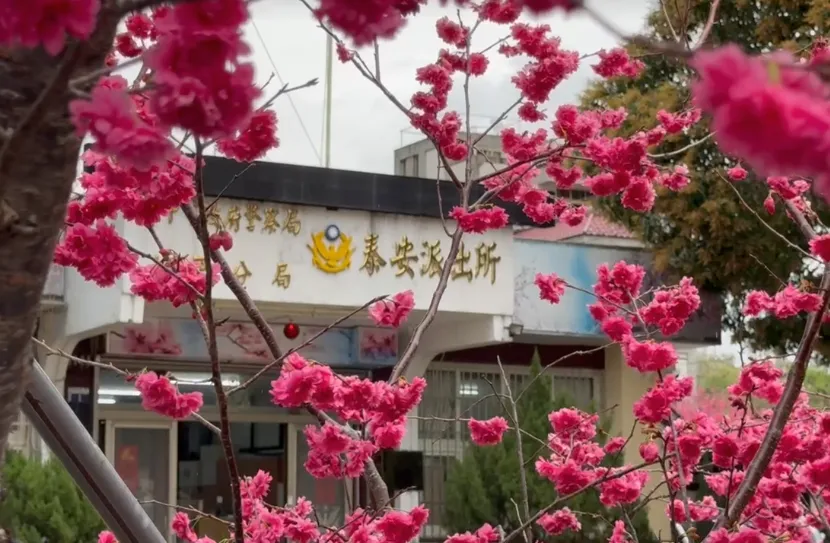 台中泰安派出所櫻花環繞，素有「全台最美派出所」之稱。（圖／中天新聞）