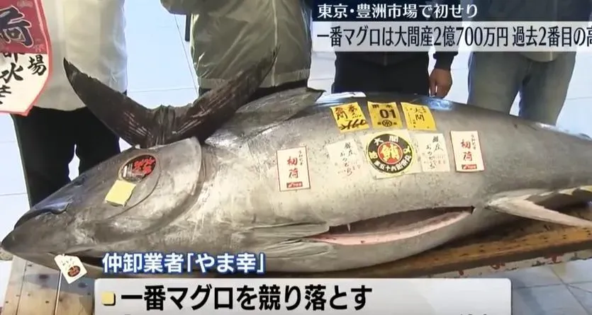 這條來自青森縣的鮪魚，拍出4千4百萬台幣高價。（圖/翻攝NNN）