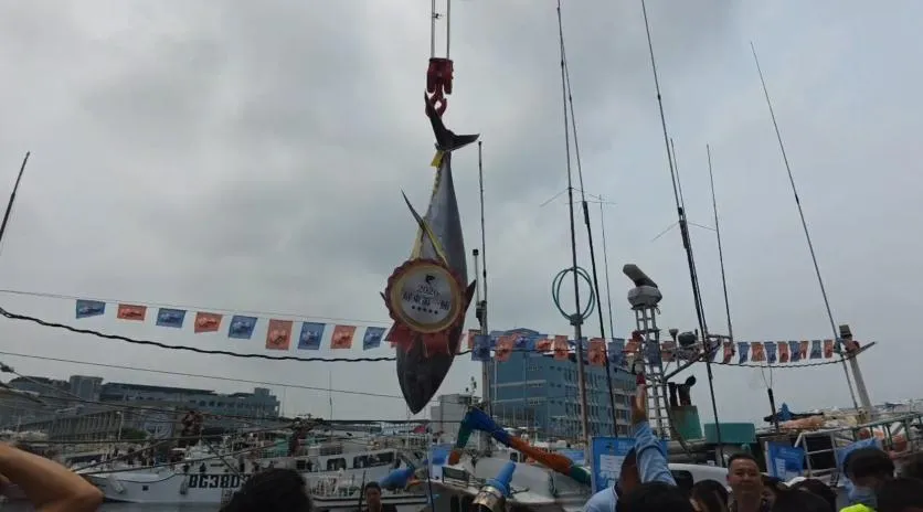 屏東第一鮪拍賣會今天在東港登場。(圖/翻攝畫面)