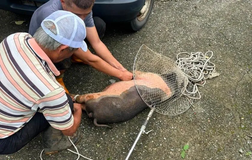 另一隻麝香豬今遭附近居民捕獲。(圖/翻攝畫面)