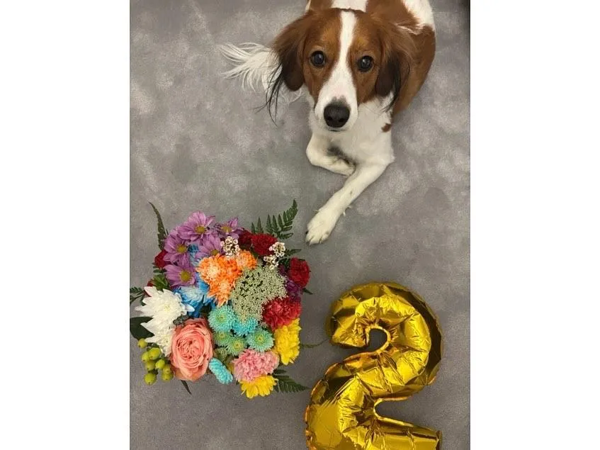 大谷翔平日前在IG發文,曬出為愛犬Decoy慶祝2歲生日的照片。(圖/翻攝自@shoheiohtani/IG)
