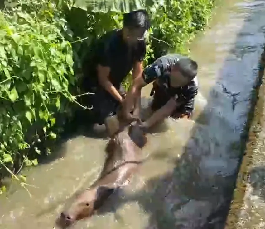 2位熱心民眾直接下水圍捕水豚，費了不少力氣才將牠救上岸。（圖／中天新聞）
